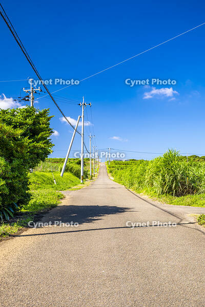 さとうきび畑の通学路 [YMA110016383]