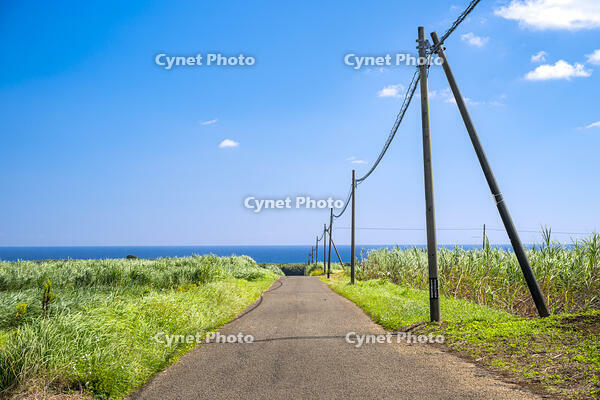 さとうきび畑の通学路 [YMA110016384]