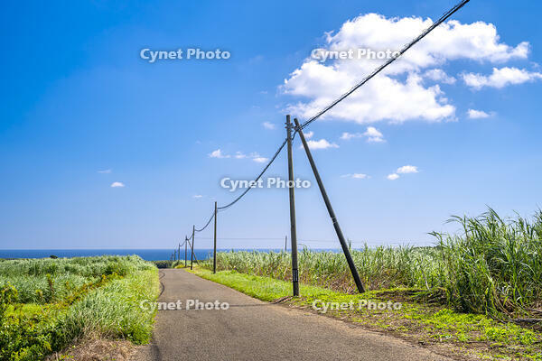 さとうきび畑の通学路 [YMA110016385]