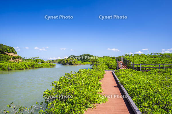 種子島マングローブパーク [YMA110016425]