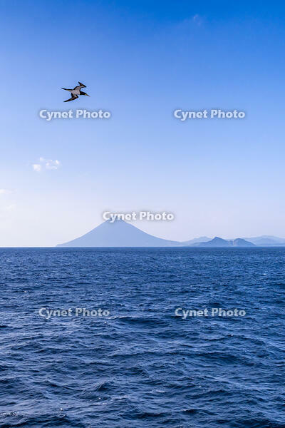 開聞岳とカツオドリ [YMA110016439]