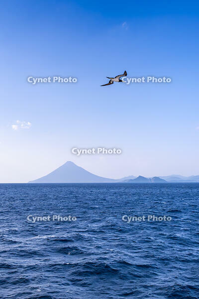 開聞岳とカツオドリ [YMA110016440]