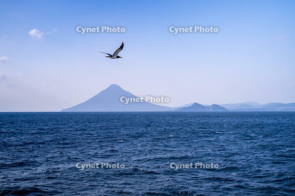 開聞岳とカツオドリ [YMA110016442]