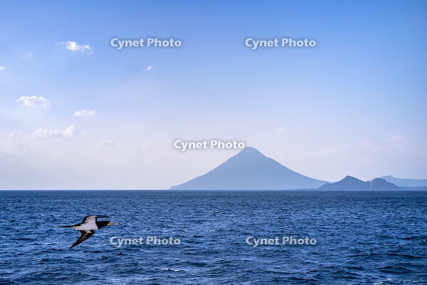 開聞岳とカツオドリ [YMA110016443]