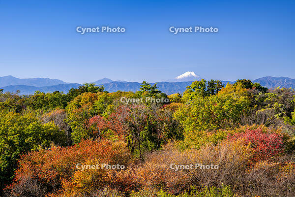 秋の六道山公園と富士山 [YMA110016466]
