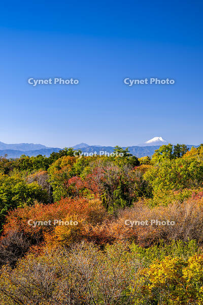 秋の六道山公園と富士山 [YMA110016467]