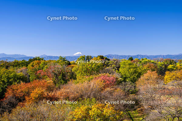 秋の六道山公園と富士山 [YMA110016468]