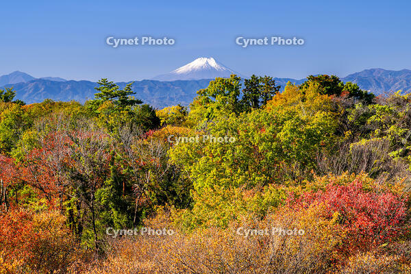 秋の六道山公園と富士山 [YMA110016470]