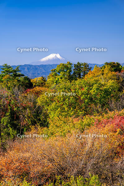 秋の六道山公園と富士山 [YMA110016474]