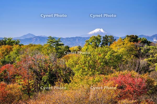 秋の六道山公園と富士山 [YMA110016475]