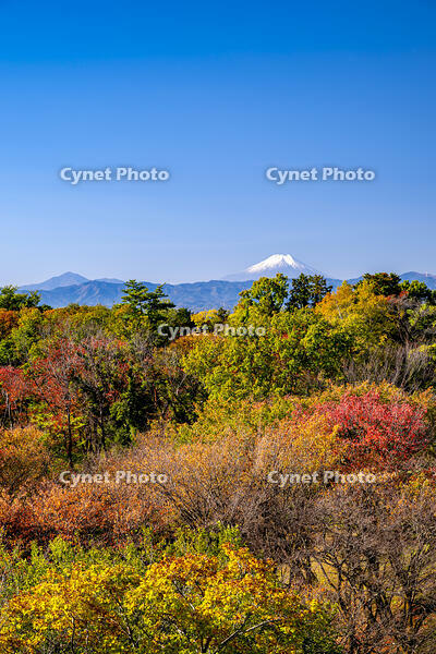 秋の六道山公園と富士山 [YMA110016477]