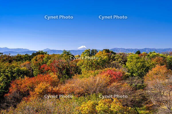 秋の六道山公園と富士山 [YMA110016479]