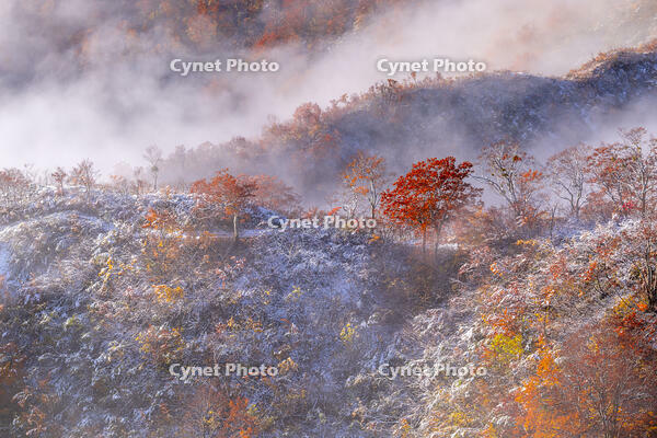 朝霧と枝折峠の紅葉 [YMA110016517]