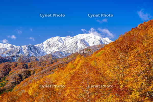 秋の銀山平と越後駒ヶ岳 [YMA110016524]