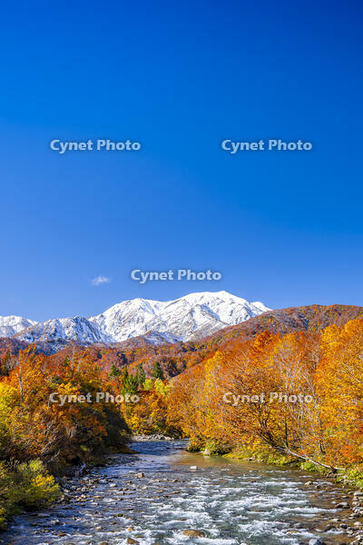 秋の北ノ又川と越後駒ヶ岳 [YMA110016529]