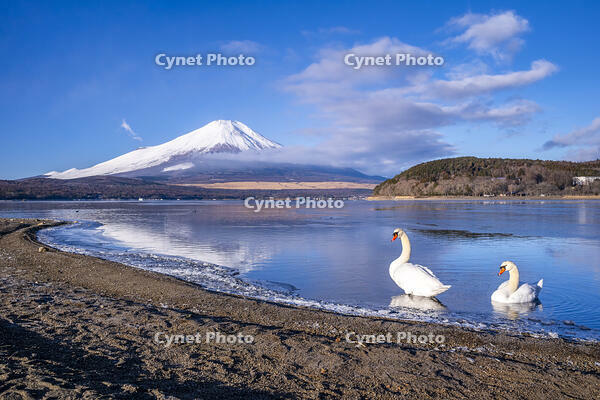 山中湖の白鳥と富士山 [YMA110016601]