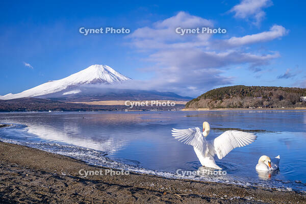 山中湖の白鳥と富士山 [YMA110016602]