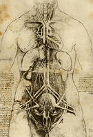 Anatomy Study / Leonardo da Vinci / 16th Century [AKG110392722]