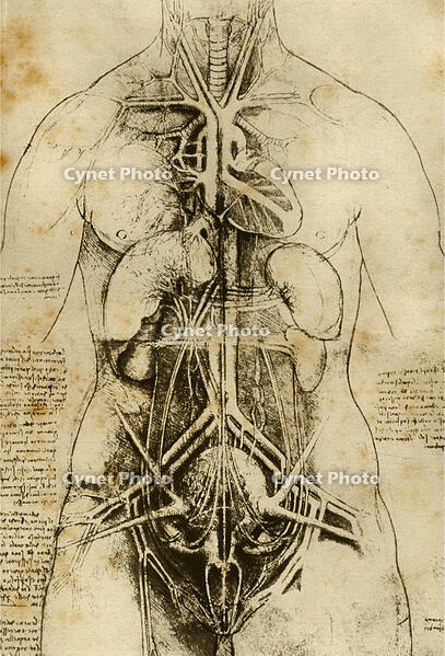 Anatomy Study / Leonardo da Vinci / 16th Century [AKG110392722]