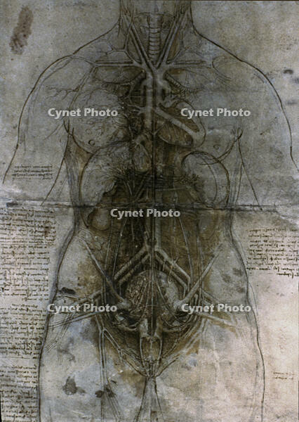 Leonardo da Vinci, female thoracic and abdominal organs [AKG110392723]