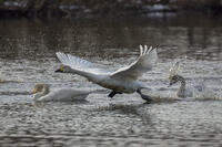 菅生沼　ハクチョウの飛び立ち [INO110001800]