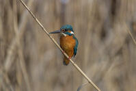 カワセミ [INO110001801]