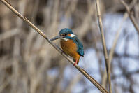 カワセミ [INO110001802]