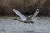 菅生沼　ハクチョウの飛び立ち [INO110001803]