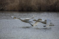 菅生沼　ハクチョウの飛び立ち [INO110001804]