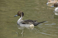 オナガガモ（オス） [INO110001806]