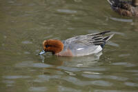 ヒドリガモ（オス） [INO110001807]