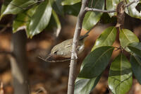 ウグイス [INO110001808]