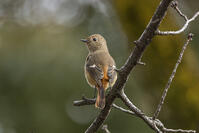 ジョウビタキ（メス） [INO110001809]