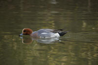 ヒドリガモ（オス） [INO110001810]