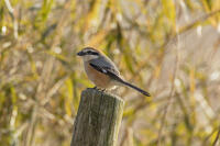 モズ [INO110001812]