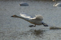 菅生沼　ハクチョウの飛び立ち [INO110001813]
