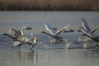 菅生沼　ハクチョウの飛び立ち [INO110001814]