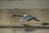 菅生沼　ハクチョウの飛び立ち [INO110001816]