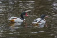 ツクシガモのつがい [INO110001817]