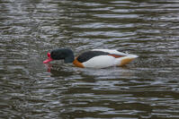 ツクシガモ（オス） [INO110001818]