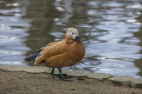 アカツクシガモ [INO110001819]