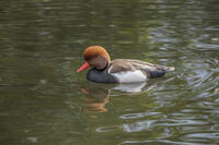 アカハシハジロ [INO110001820]