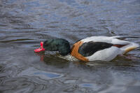 ツクシガモ（オス） [INO110001821]