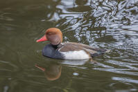 アカハシハジロ [INO110001822]