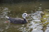アオハクガン [INO110001823]