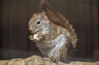 子ども動物園　アメリカアカリス [INO110001824]