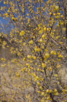 ロウバイ [INO110001826]