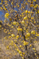 ロウバイ [INO110001827]