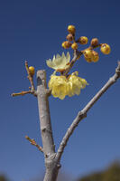 ロウバイ [INO110001828]