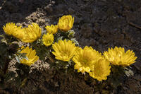 フクジュソウ [INO110001835]